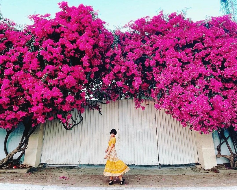 Con đường hoa giấy Vũng Tàu.