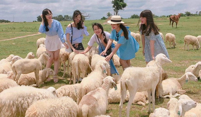 Đồng Cừu Suối Nghệ.