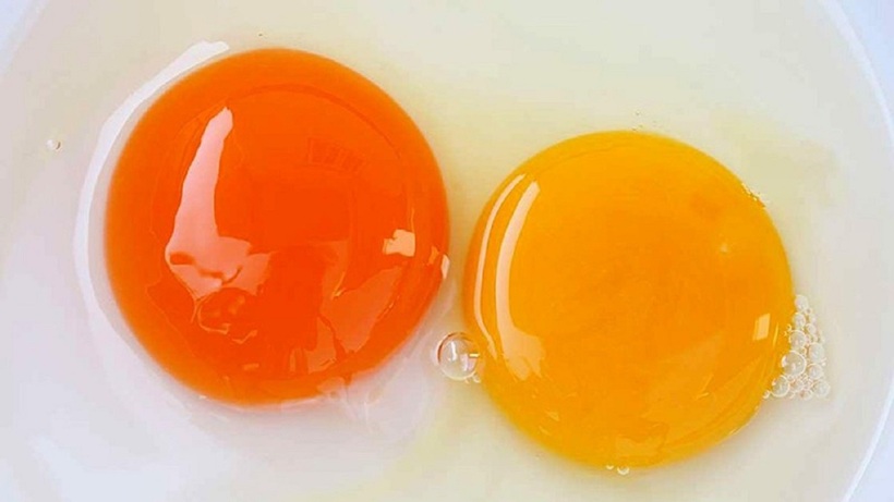 Dù màu sắc khác nhau, lòng đỏ trứng gà vẫn chứa lượng dinh dưỡng như nhau.