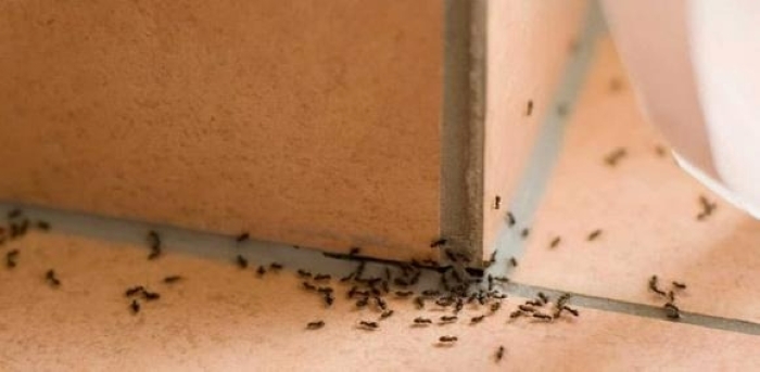 Kiến bò hàng đàn vào nhà mang nhiều ý nghĩa khác nhau trong quan niệm dân gian