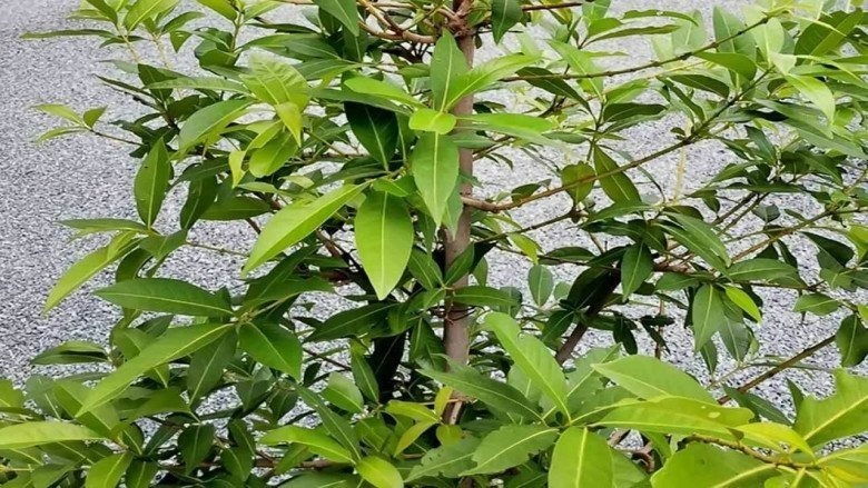 Có nên trồng cây vối trước của nhà không là thắc mắc chúng của nhiều người