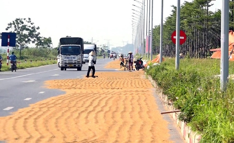 Công an Hà Nam cảnh báo nguy cơ mất an toàn giao thông khi người dân phơi thóc trên các tuyến đường. Ảnh minh họa