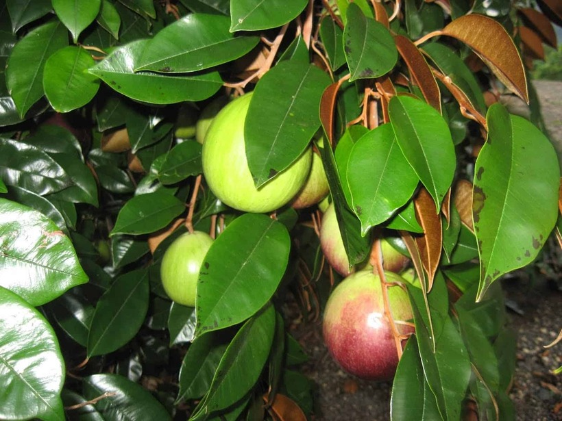 Trồng vú sữa trước nhà mang lại nhiều lợi ích