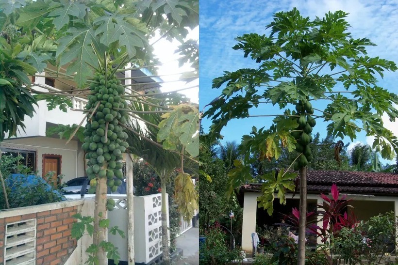 Trồng cây đủ đủ trước nhà đem lại nhiều lợi ích