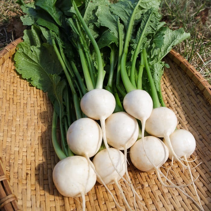 Loại củ được mệnh danh là "nhân sâm trắng" giúp ngăn ngừa ung thư, giải độc.