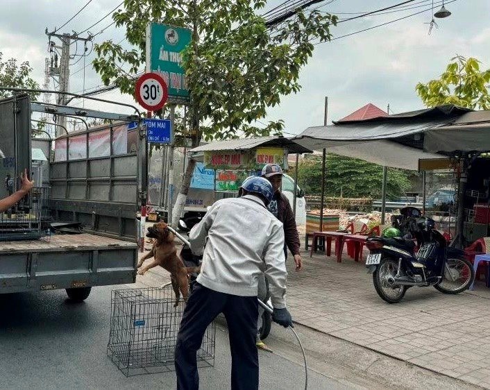 Lực lượng chức năng tiến hành bắt chó thả rông nhằm phòng ngừa dịch bệnh dại lây lan trong cộng đồng. Ảnh: Báo Công lý