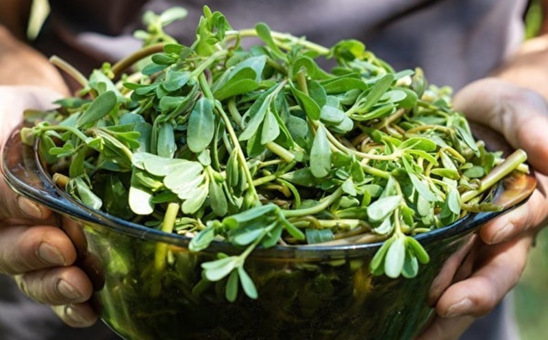 Loại cây mọc đầy vườn Việt không ai quan tâm, nhưng thế giới xem như "thần dược".