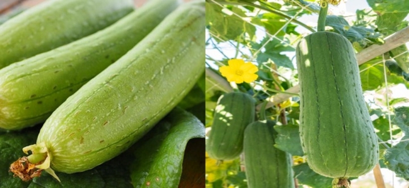 Mướp có hàm lượng dinh dưỡng cao. Ảnh minh họa