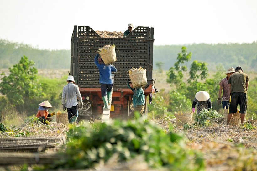 Trồng khoai mì là kế sinh nhai của nhiều hộ nông dân tại Đông Nam Bộ, Tây Nguyên, Duyên hải Nam Trung Bộ.