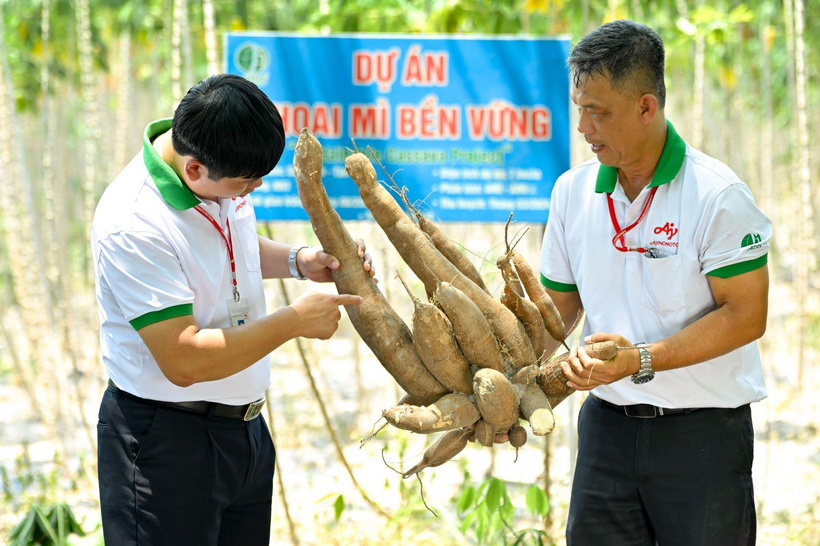 Giống cây khoai mì HN1 cho năng suất cao hơn được triển khai tại Dự án Khoai Mì Bền Vững.