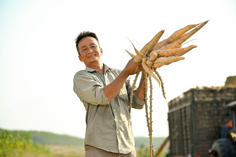 Ông Sơn hào hứng thu hoạch khoai mì với năng suất gần gấp đôi nhờ Dự án của Ajinomoto.