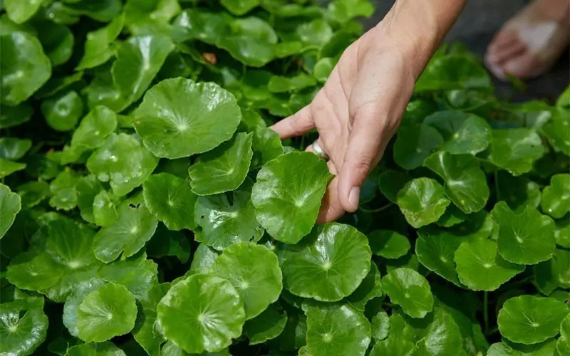 Rau má không chỉ được sử dụng trong ẩm thực mà còn được biết đến với nhiều tác dụng chữa bệnh. Ảnh minh họa