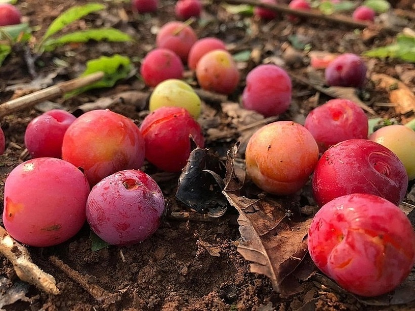 Mận chín rụng đầy gốc cũng không được ăn nếu thuộc nhóm người này.