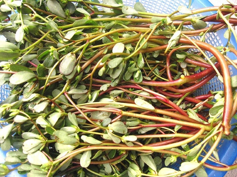Rau sam chứa hàm lượng axit béo omega-3 vượt trội so với các loại rau ăn lá khác.