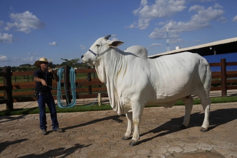Con bò Viatina-19 tại trang trại ở Uberaba, bang Minas Gerais. Ảnh: AP.