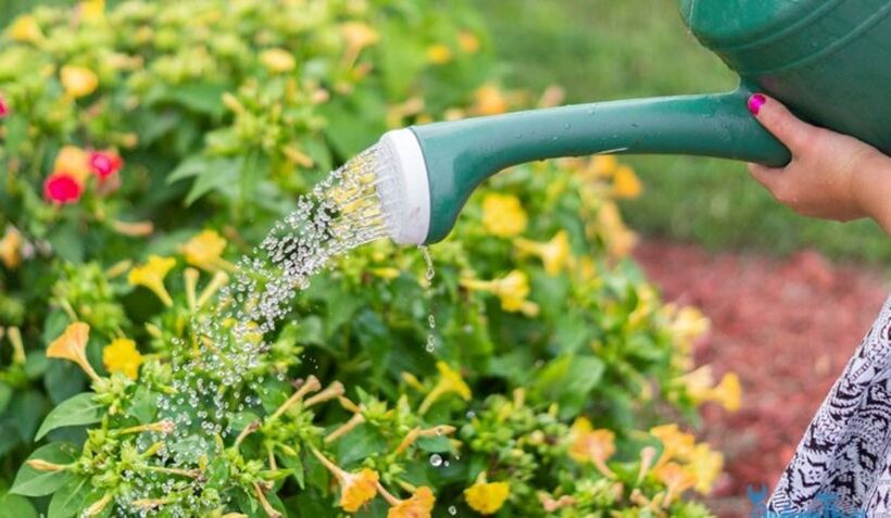 Nước máy có thể làm hỏng rễ cây, làm chậm quá trình phát triển và gây ra các vấn đề khác như vàng lá, khô cằn. Ảnh minh họa