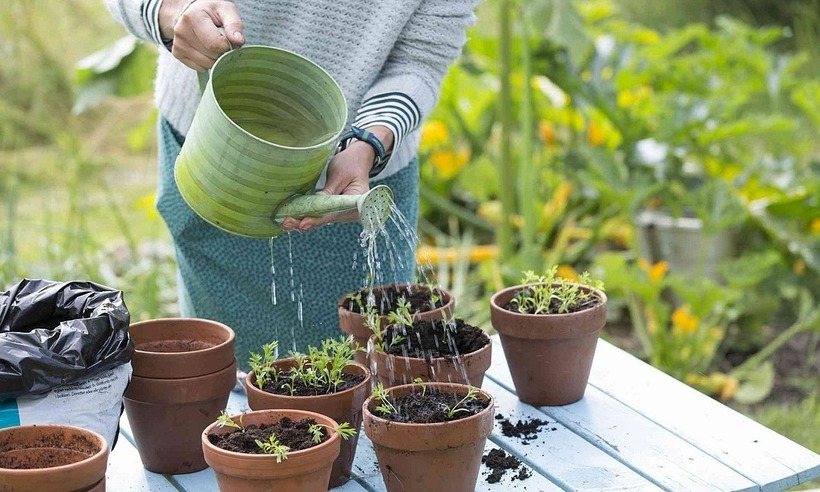 Nước giặt chứa các chất tẩy rửa mạnh, hóa chất tổng hợp và các chất phụ gia có thể gây hại nghiêm trọng cho cây cảnh. Ảnh minh họa