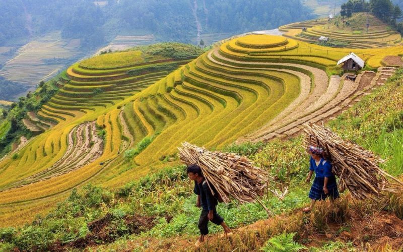 Những cánh đồng lúa vàng tại Hà Giang