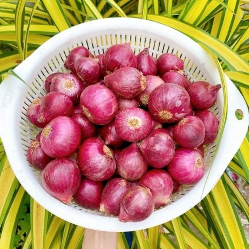 Hoạt chất quercetin trong hành tím đã được chứng minh là có khả năng giảm huyết áp tâm thu và tâm trương. Ảnh minh họa