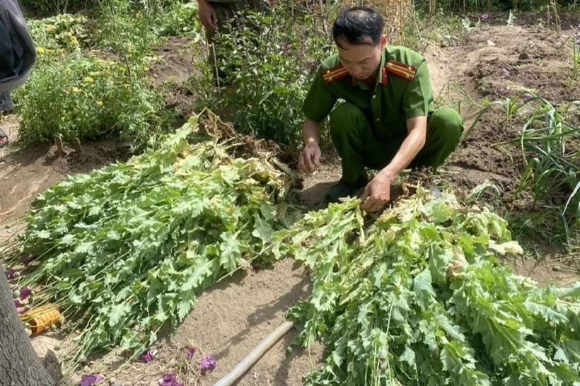 Hàng trăm cây thuốc phiện mà lực lượng chức năng phát hiện trong vườn nhà đối tượng Thu. (Ảnh: Công an huyện Kbang)