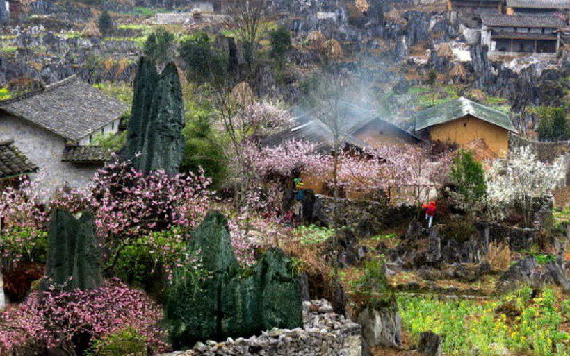 Mùa xuân Tây Bắc đẹp mơ màng.