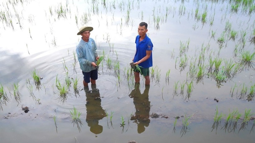 Nông dân xót xa trước cảnh lúa chết ở Hậu Giang. (Ảnh: Dân trí)