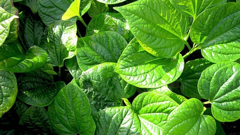 Lá lốt là một loại rau thơm quen thuộc trong ẩm thực Việt Nam