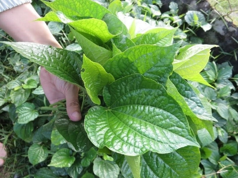 Lá lốt có tính ấm, có thể làm tăng nhiệt trong cơ thể.