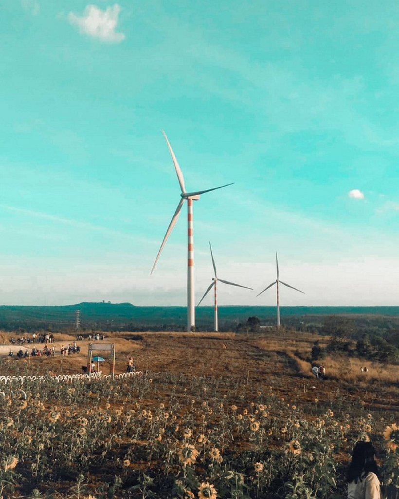 Cánh đồng quạt gió Đắk Lắk. Ảnh minh họa