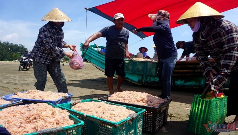 “Trung bình mỗi chuyến đi biển, người dân thu về khoảng 5-7 tạ moi, có mẻ trúng đậm được hơn 1 tấn. Với giá bán dao động từ 5.000-7.000 đồng/kg, mỗi chuyến ra khơi mỗi bè thu về ít nhất từ 2,5 triệu đồng”, ông Thạo cho hay.