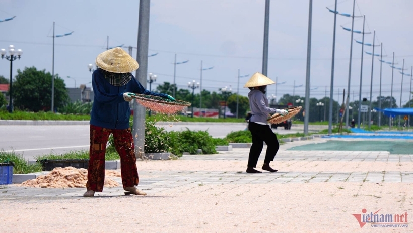 Được biết, moi sau khi đánh bắt vào bờ được thương lái mua ngay tại chỗ. Ông Thạo kể, nhà nào có nhân lực, muốn bán giá cao hơn thì sẽ không bán moi tươi mà đem lên bờ phơi khô.