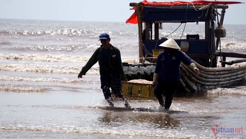 “Người thì nhập cho cơ sở làm mắm moi, mắm tôm, người thì phơi khô bán cho các nhà hàng. Tôi thu mua để sấy bán sang thị trường Hàn Quốc, Trung Quốc nên lúc nào cũng cần số lượng rất lớn”, ông Hoan nói.