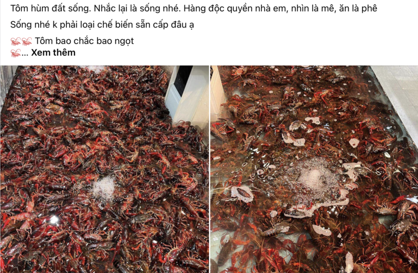 Tôm hùm đất được bán tràn lan trên thị trường. Ảnh: VietNamnet.