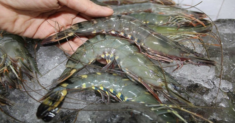 Phát hiện 6 dấu hiệu tôm kém chất lượng để bảo vệ sức khỏe gia đình và tránh tiền mất tật mang.