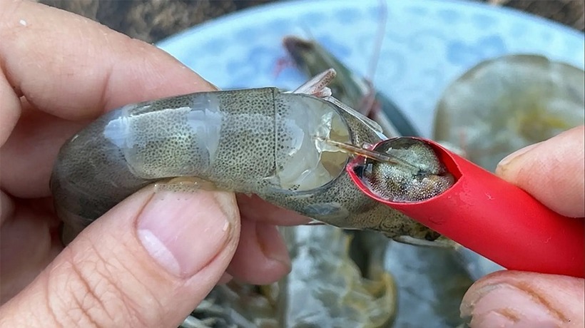 Có nên ăn đường chỉ đen trên lưng con tôm hay không? Ảnh minh hoạ
