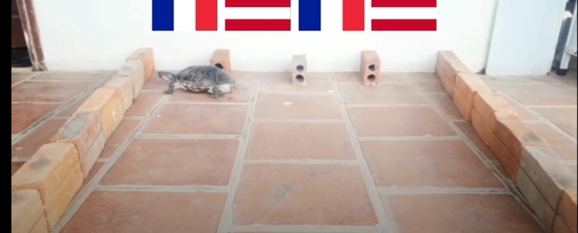 Chú rùa Tortoise dự đoán Pháp giành 3 điểm