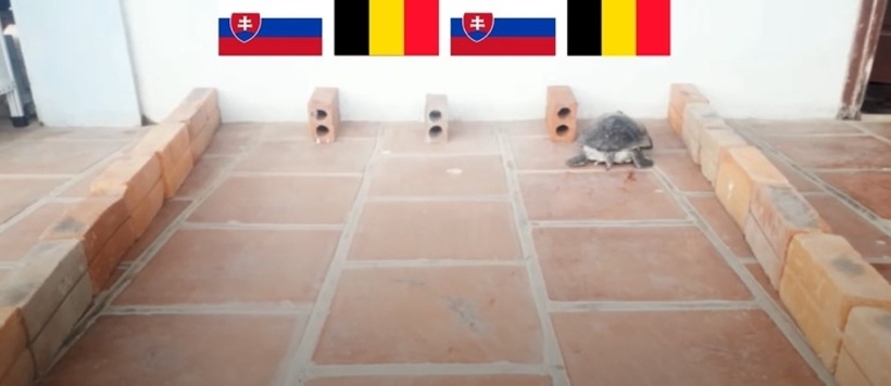 Chú rùa Tortoise chọn phần thắng nghiêng về Kevin De Bruyne và các đồng đội