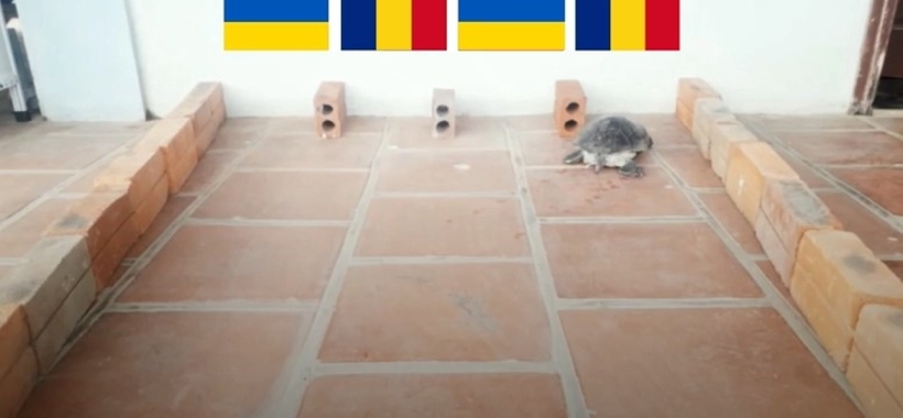 Chú rùa Tortoise chọn đội tuyển Romania