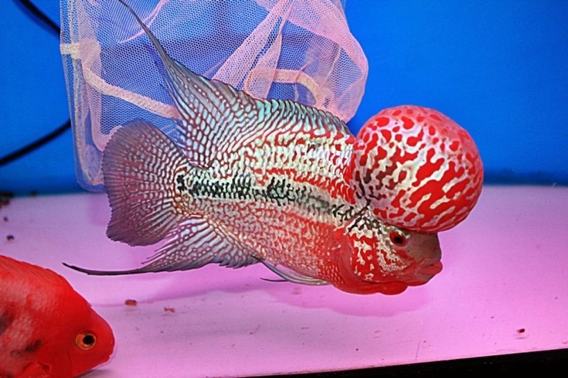 Cá có đầu gù càng to càng giá trị.
