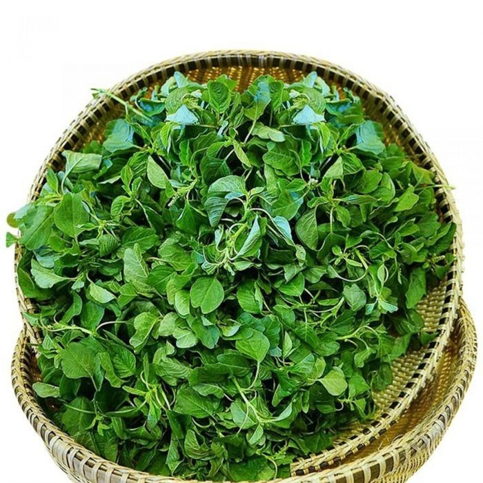 Dền cơm hay còn gọi là dền gai cây khá nhỏ so với những loại dền khác. Ảnh minh họa