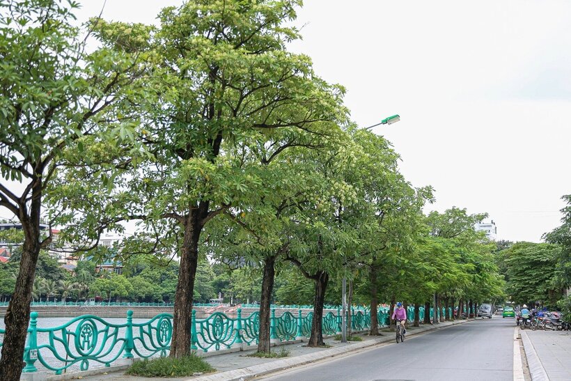Những cung đường nào ở Hà Nội thơm nồng nàn hương hoa sữa? - 4