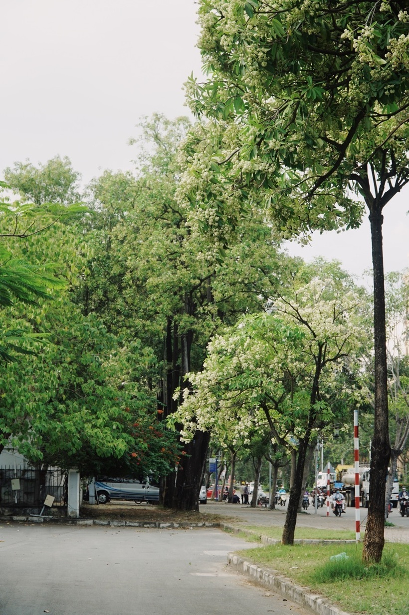 Những cung đường nào ở Hà Nội thơm nồng nàn hương hoa sữa? - 5