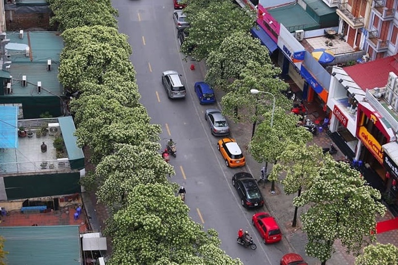 Những cung đường nào ở Hà Nội thơm nồng nàn hương hoa sữa? - 2