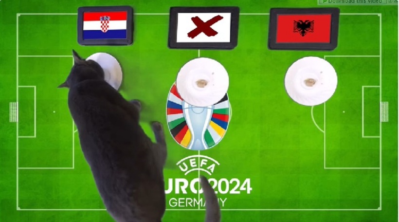 Chú mèo Cass chọn cờ của Croatia