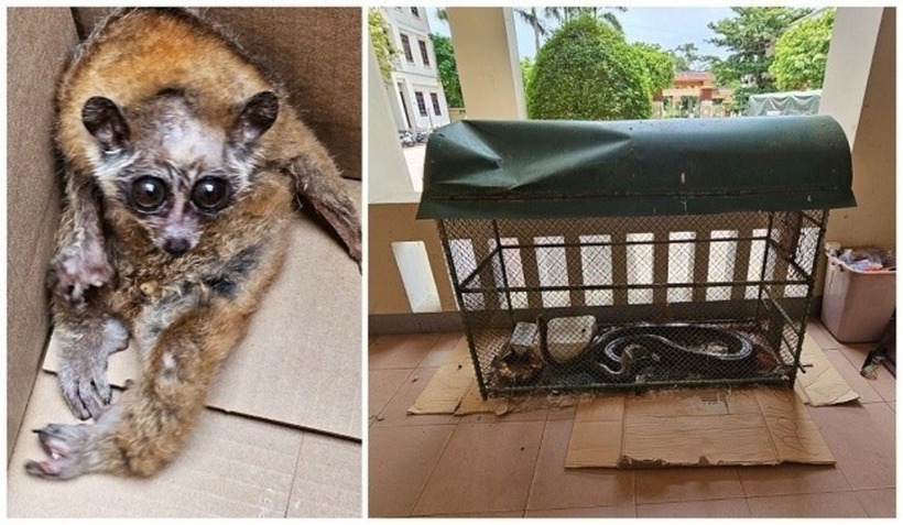 3 cá thể động vật thuộc danh mục nguy cấp, quý hiếm tại cơ quan công an. Ảnh: Công an Nghệ An