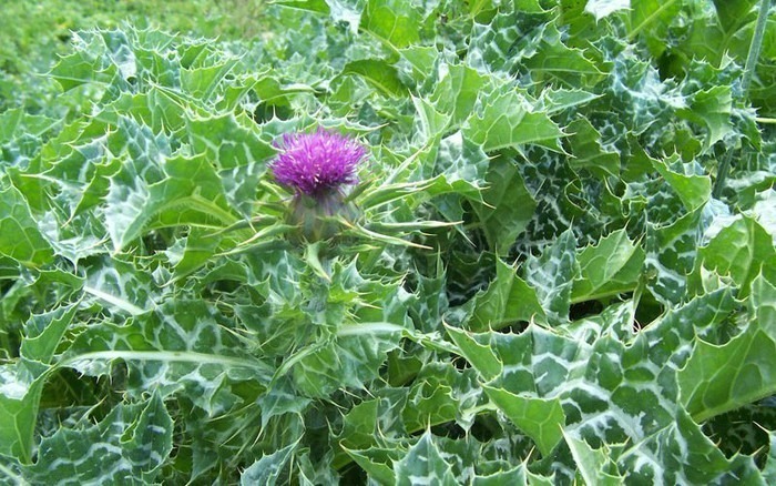 Cây kế sữa giúp bảo vệ tế bào gan khỏi các tổn thương do độc tố và gốc tự do gây ra, đồng thời thúc đẩy quá trình tái tạo mô gan. Ảnh minh họa