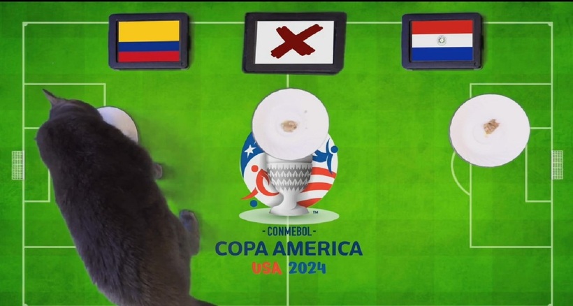 Mèo tiên tri Cass chọn Colombia