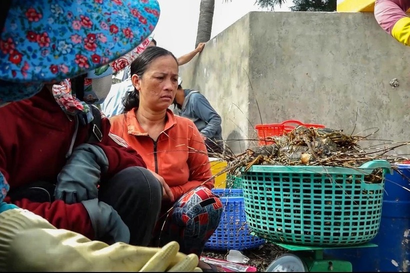 Bà con lo lắng khi tôm hùm và cá nuôi chết hàng loạt, trong ảnh là đợt tôm hùm chết hồi tháng 5/2024. Ảnh: Pháp luật TP.HCM