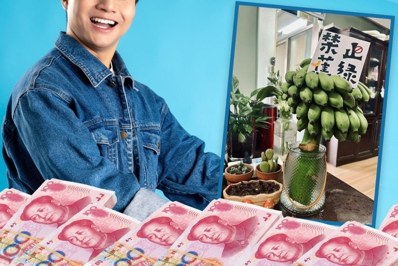 Trồng chuối "chữa lành" đang là trào lưu được giới văn phòng Trung Quốc ưa chuộng. Ảnh: SCMP