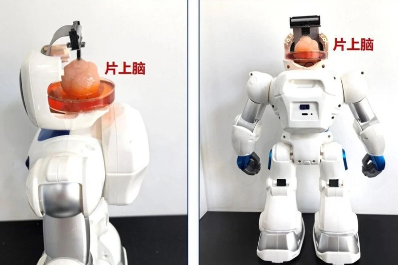 Robot được gắn não nhân tạo và chip thần kinh do các nhà khoa học Trung Quốc phát triển. Ảnh: SCMP